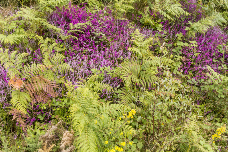 Photograph of Walking Route - Image 15