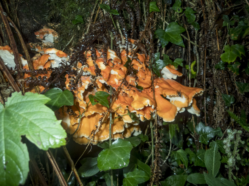 Photograph of Walking Route - Image 3
