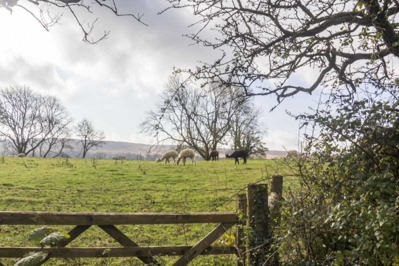 Photograph of Walking Route - Image 5