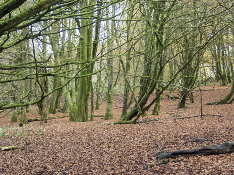 Photograph of Walking Route - Image 8