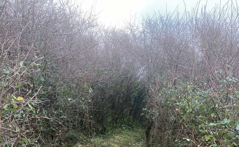 Photograph of Walking Route - Image 3
