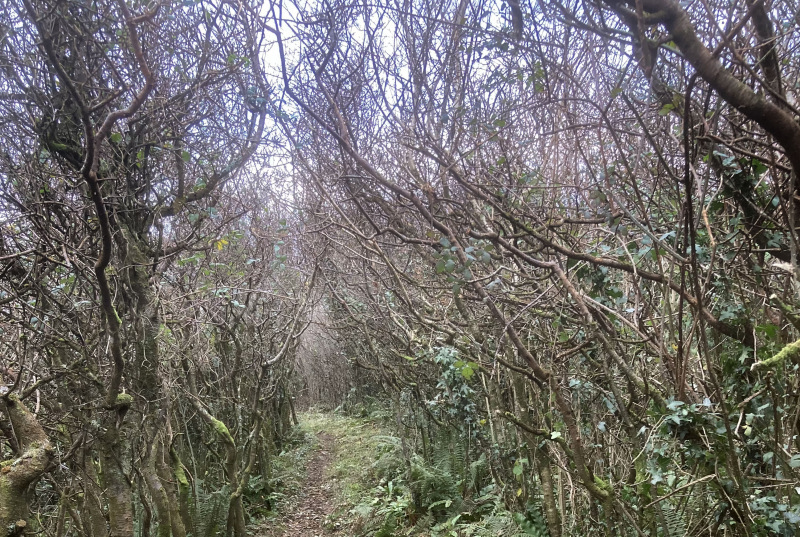 Photograph of Walking Route - Image 5