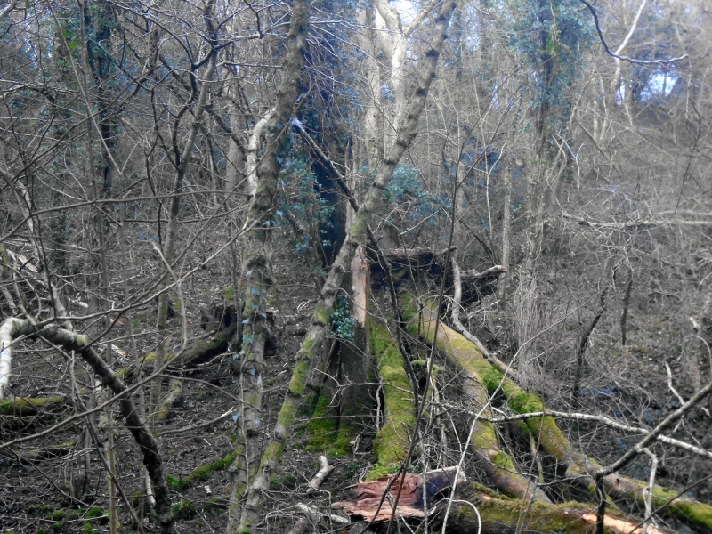Photograph of Walking Route - Image 8