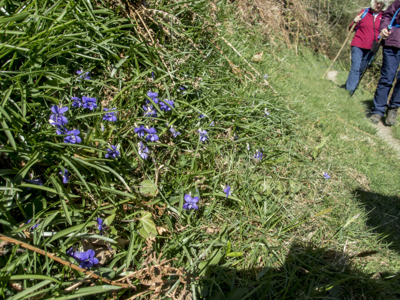 Photograph of Walking Route - Image 45