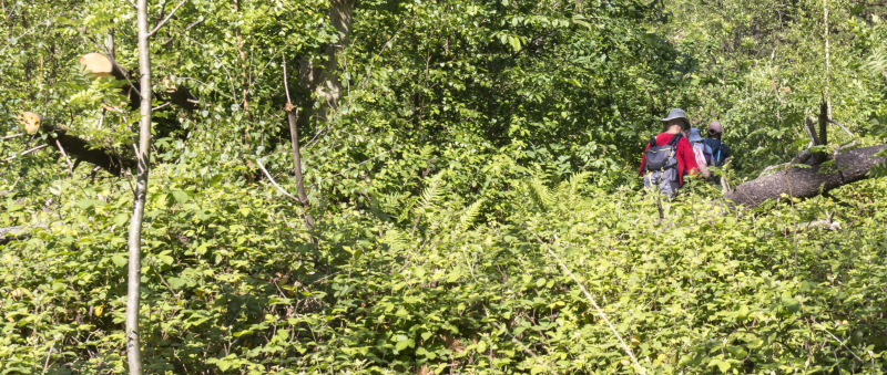 Photograph of Walking Route - Image 4