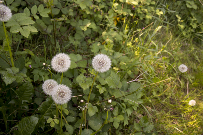 Photograph of Walking Route - Image 7