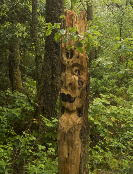 Photograph of Walking Route - Image 7