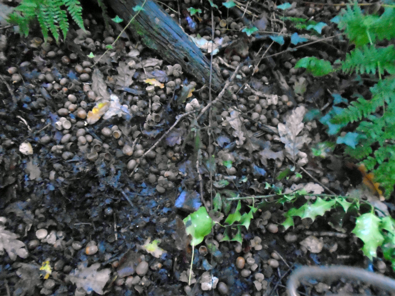Photograph of Walking Route - Image 2