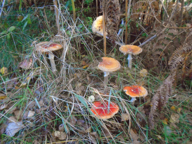 Photograph of Walking Route - Image 7