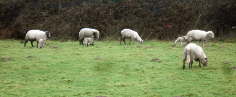 Photograph of Walking Route - Image 5