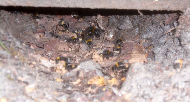 Photograph of Walking Route - Image 6
