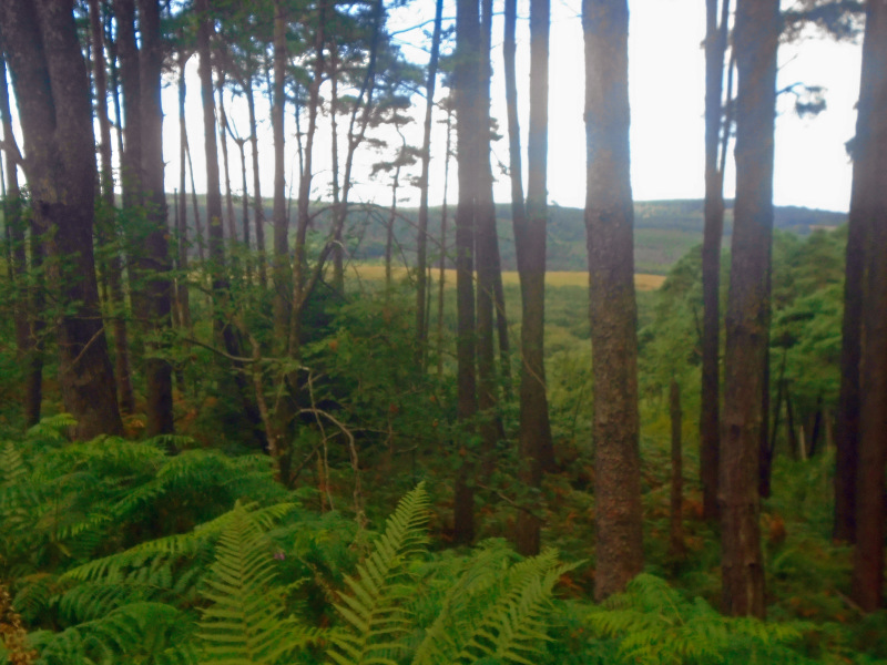 Photograph of Walking Route - Image 2