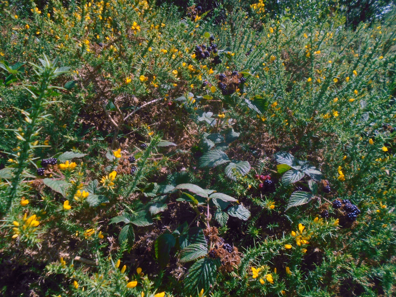 Photograph of Walking Route - Image 12