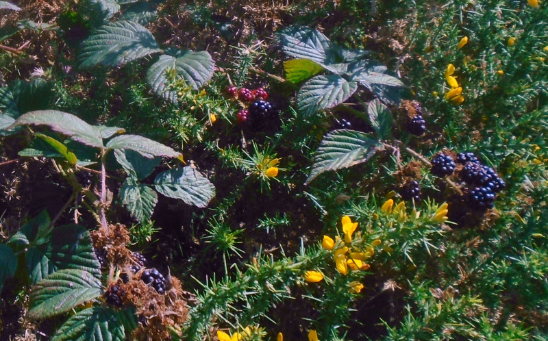 Photograph of Walking Route - Image 13